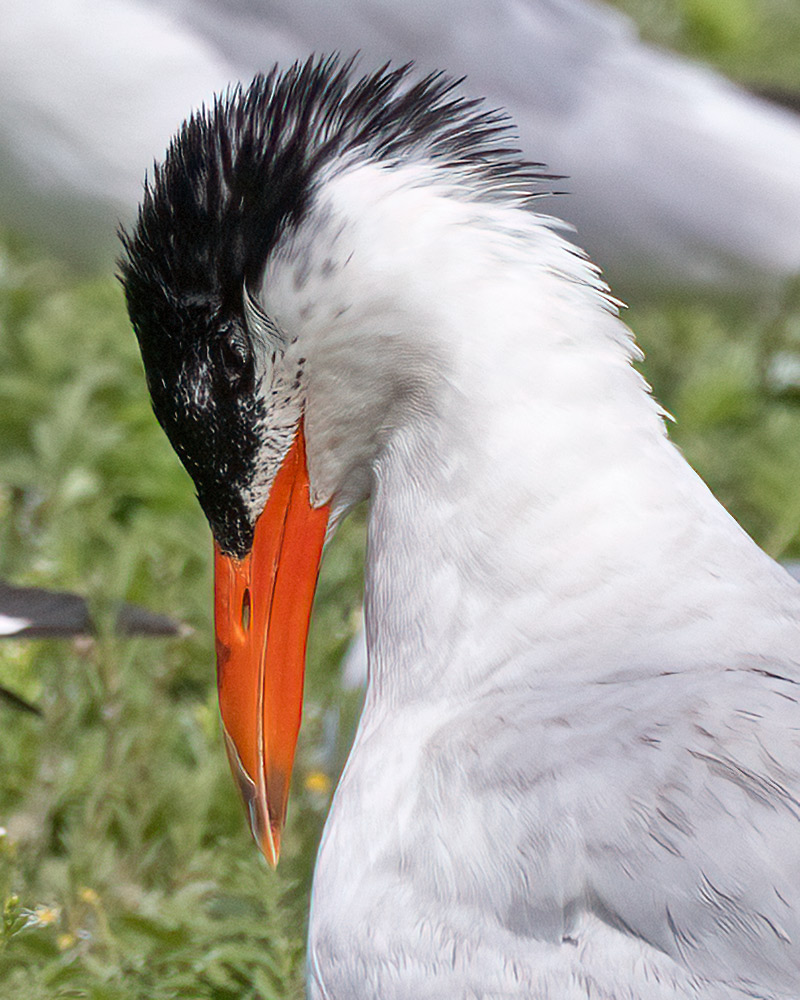 Caspian tern
